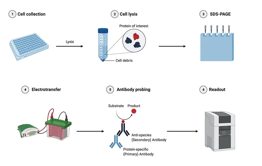 westernblot
