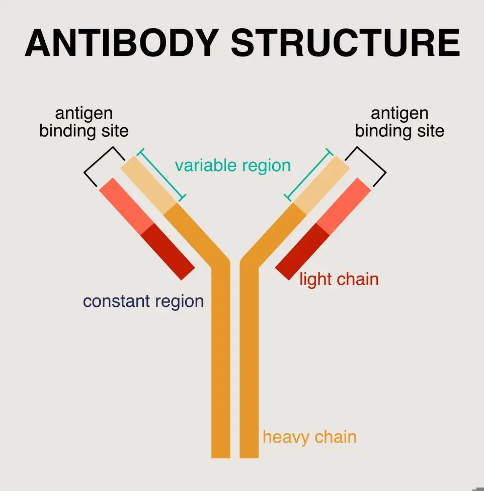 antibody structure