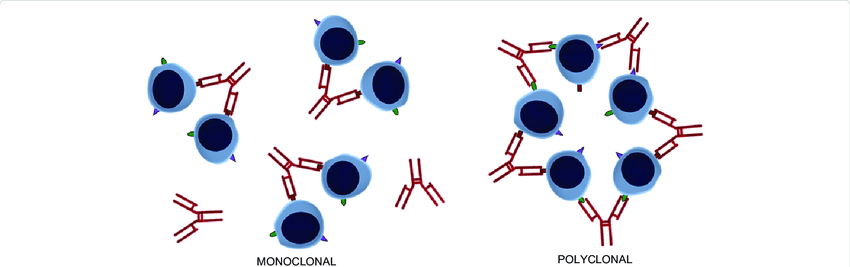 antibodypolyclonalandmonoclonal