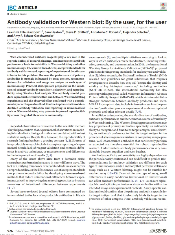 Antibody validation for Western blot