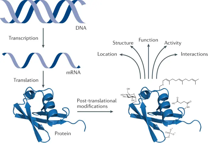 translational modifications using chemical bioloy