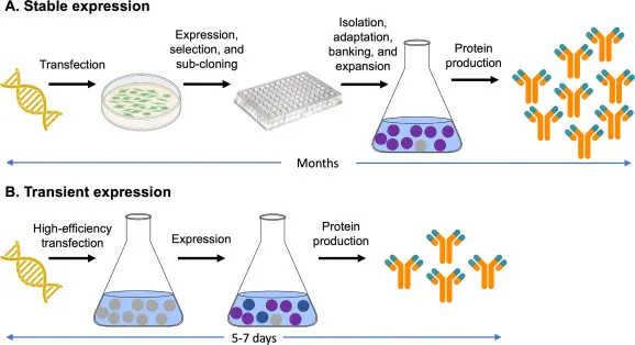 Protein Expression Systems