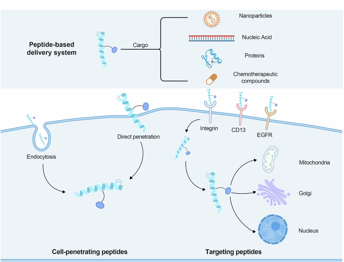 peptide peptide classification, focusing on cell-penetrating and targeting peptides in delivery systems.