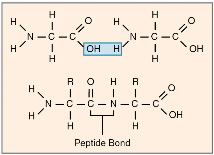 Amino Acids and Peptide Bond