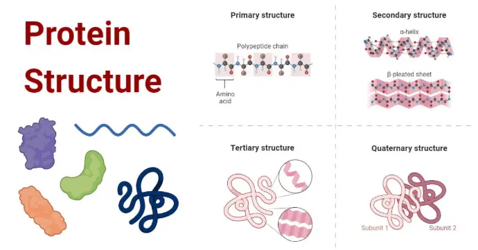 protein structural levels, from primary to quaternary, highlighting the complexity of proteins as biomolecular targets.