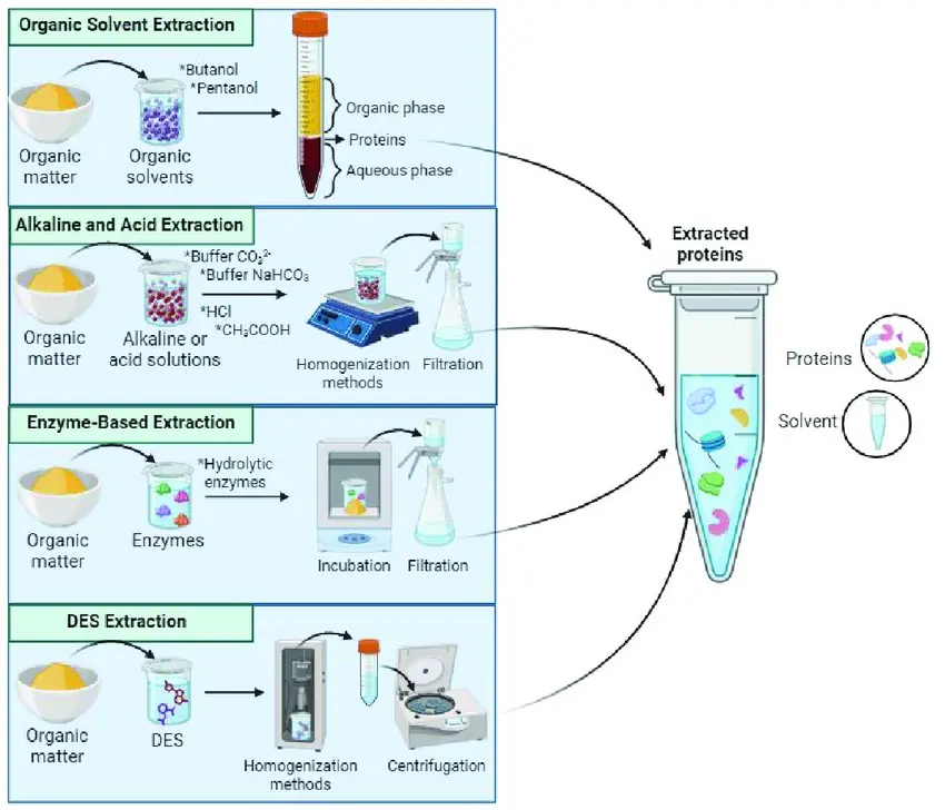 protein extraction protocol