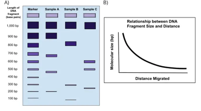 llustration of gel electrophoresis for protein separation, showing band migration based on molecular weight.