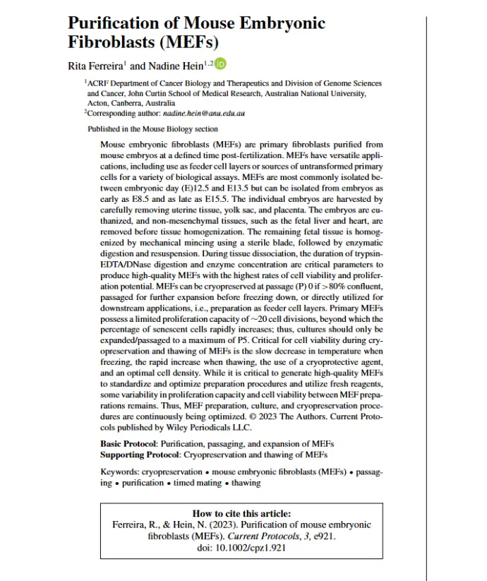 Purification of Mouse Embryonic Fibroblasts (MEFs)