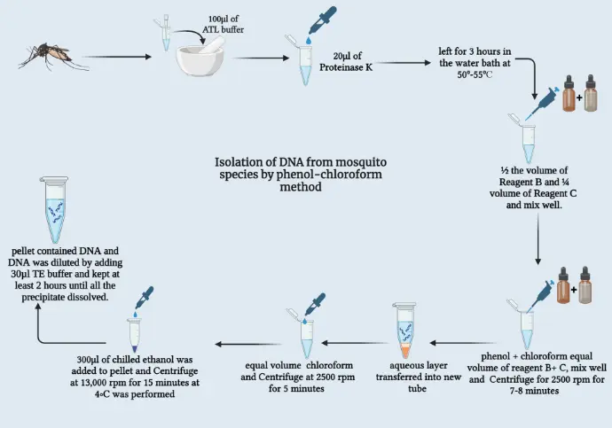 Isolation of DNA from mosquito species by phenol-chloroform method