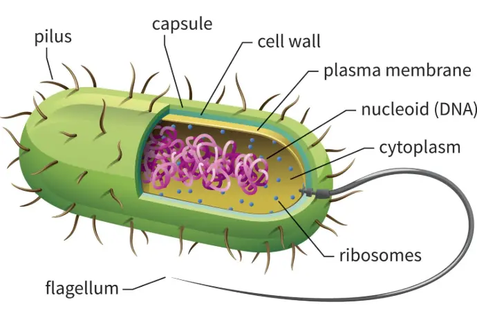 Prokaryotic Cells