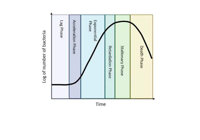 Bacteria Growth Curve
