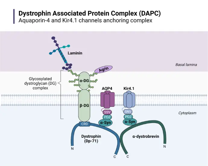 Schematic of a protein complex, highlighting interactions within cellular structures like the dystrophin-associated protein complex.