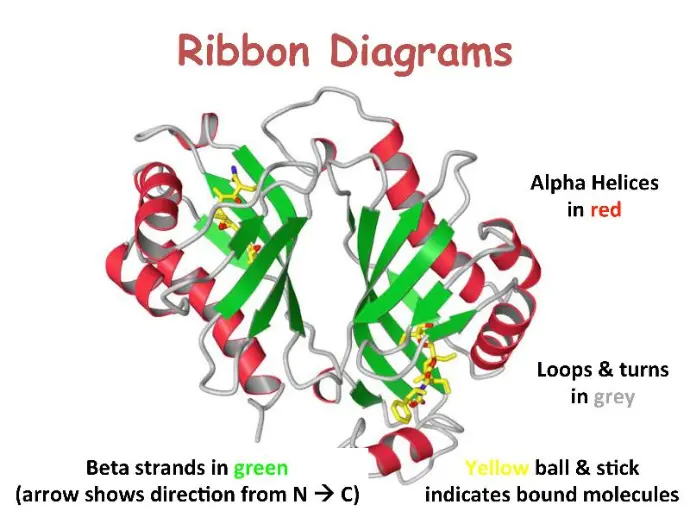 Ribbon diagram illustrating the 3D tertiary structure of a protein, with alpha helices in red, beta strands in green, and loops in gray.