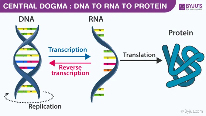 Workflow diagram of the central dogma, from DNA transcription to RNA translation into protein.