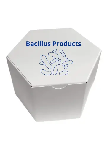[BAC-1 Kg-264] Lactobacillus gasseri